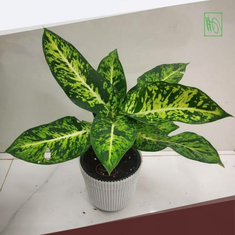 Tanaman Hias Diven Army