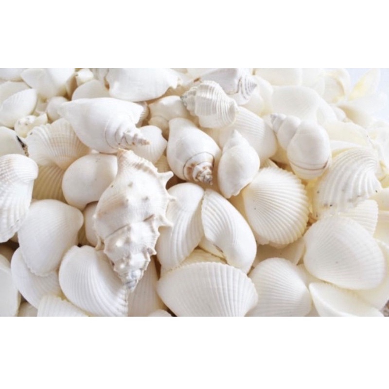 

Tepung cangkang kerang 1kg