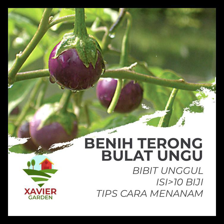 

BENIH TERONG BULAT UNGU UNGGUL