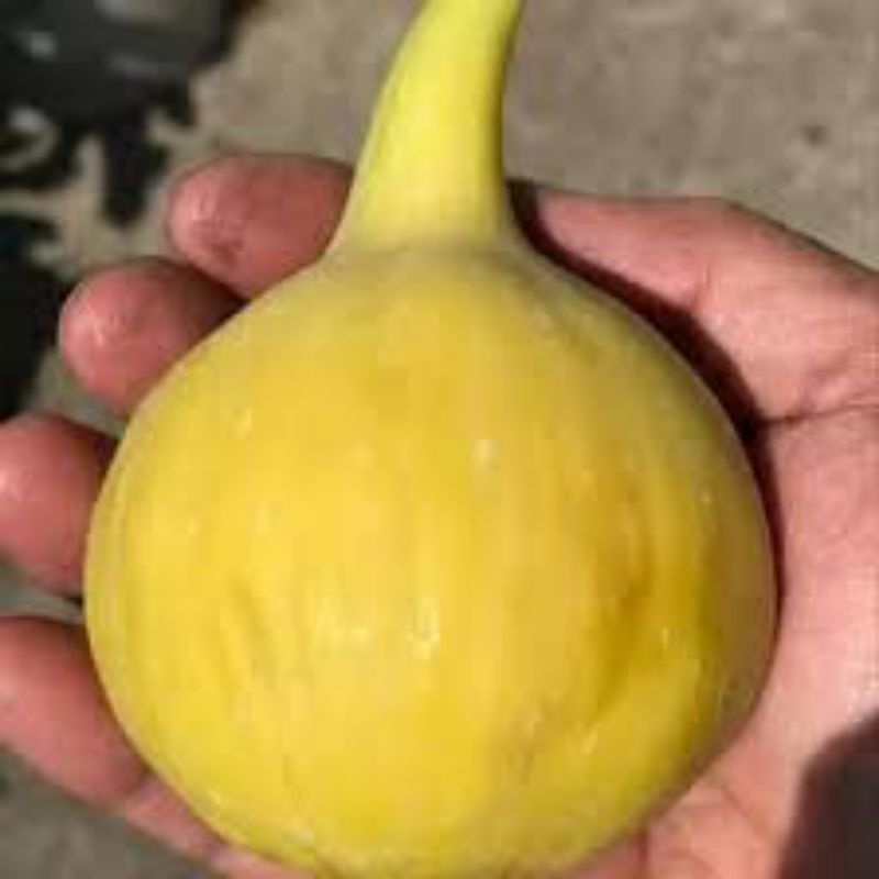 bibit pohon buah tin kuning jumbo JIN AO FEN cangkok akar banyak
