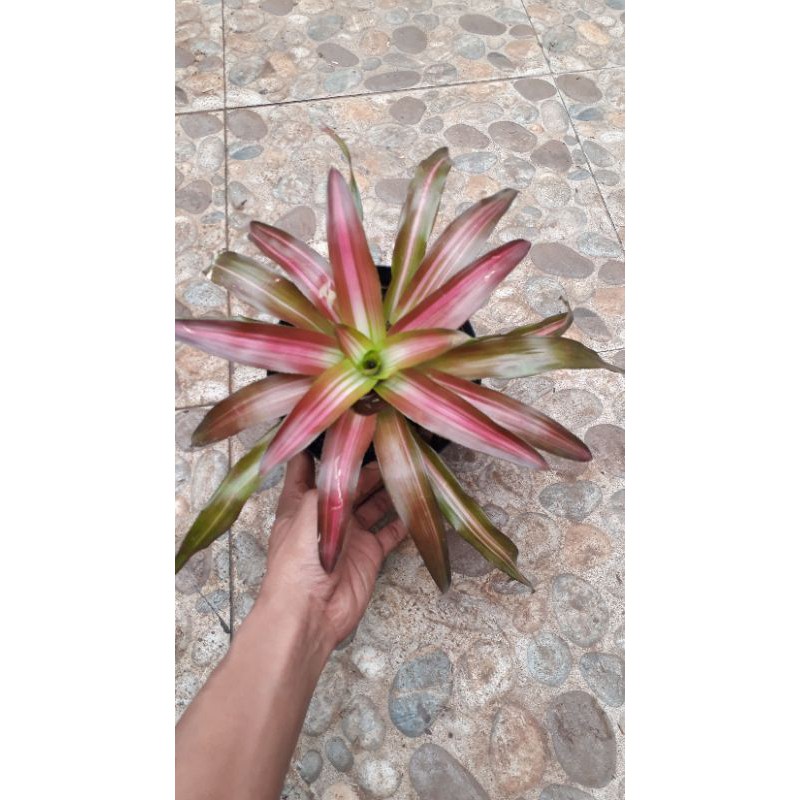 Jual Tanaman Hias Bromelia Tricolor Bromelia Tricolor Shopee Indonesia