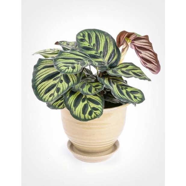 (INYONG PLANT) CALATHEA MAKOYANA