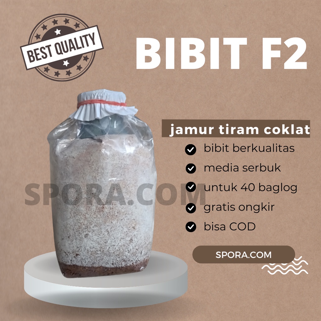 Jual bibit jamur tiram coklat F2 kemasan plastik murah berkualitas