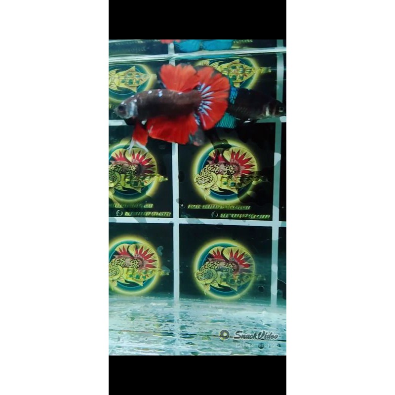 cupang hias avatar Vampir grade