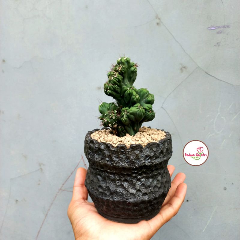 kaktus cereus forbesii monstrose / minggu thing