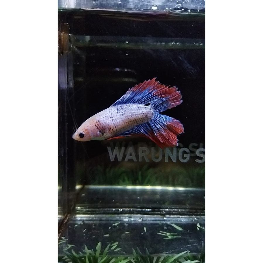 CUPANG BETINA/FEMALE HMDT MASCOT SERIES SIZE INDUKAN VIRGIN (77FHMDT2)