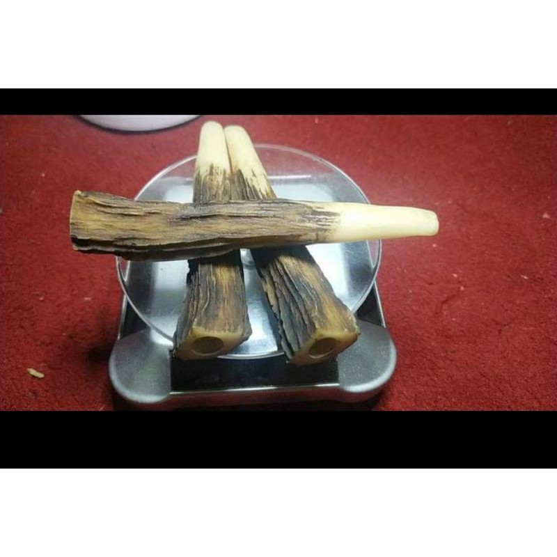 Pipa once model tanduk rusa panjang
