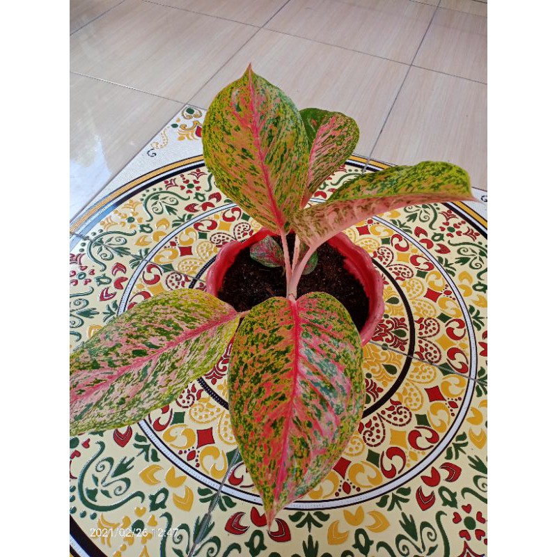 BUNGA AGLONEMA BIG MAMA