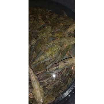 Ikan Bloso/Betutu/GabusMalas,Konsumsi 500gr