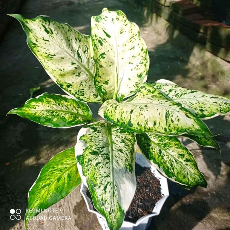 Tanaman hias diven lukisan cinta