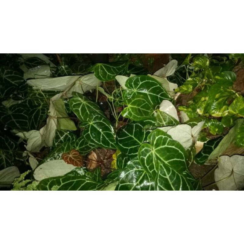 Tanaman hias kuping gajah mini - Anthurium Crystalium