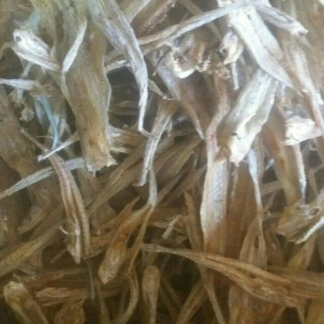 

Ikan Bloso tawar