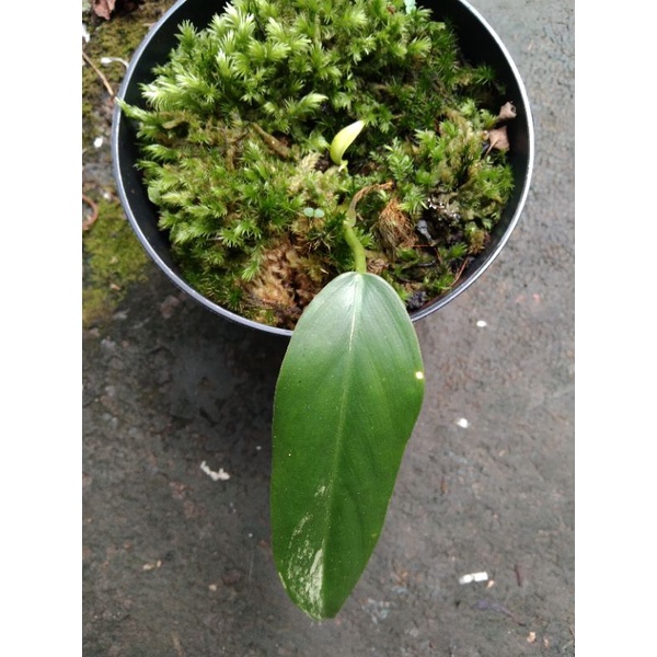 philodendron domestikum variegata murah