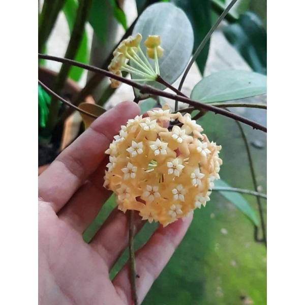 Tanaman Hoya Nicholsoniae - spesies Papua