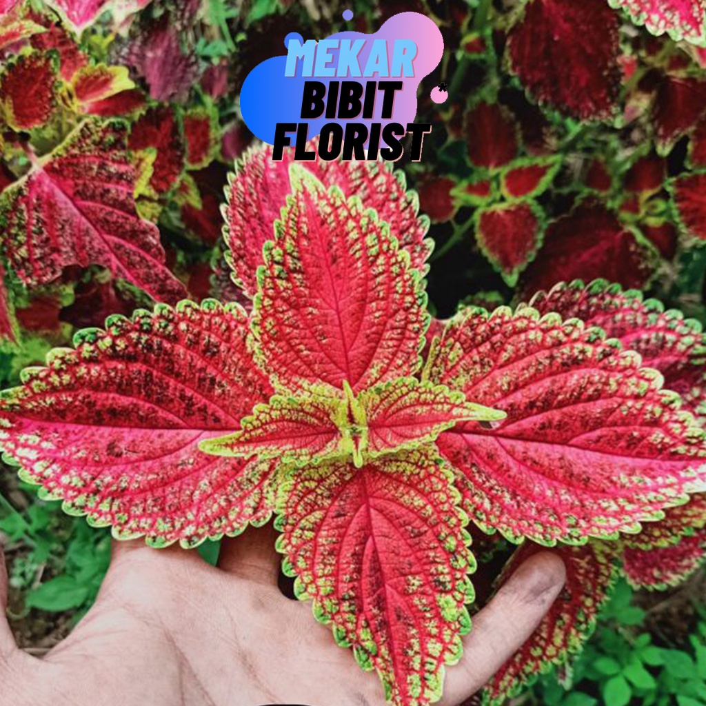 [ J&T] Tanaman Hias Murah Jenis Miana Langka Bunga Miana Premium Murah Bunga Caleus Jawer Hiasan Tam