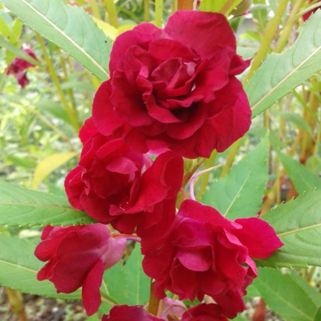 

Balsamina Magenta 25 Biji