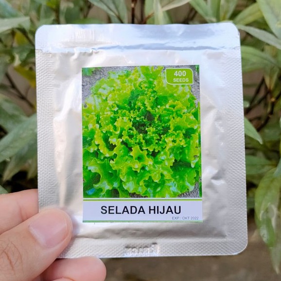 benih sayur - benih buah - benih sayuran - benih tomat - benih cabe - benih selada - benih bayam - benih terong - benih pakchoy -RS-selada hijau