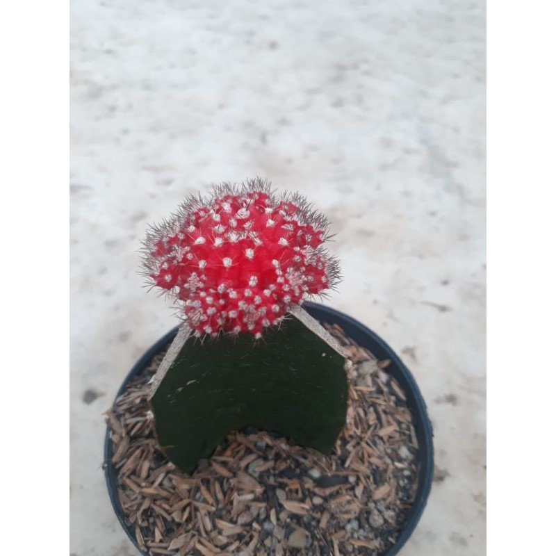 

gymno import