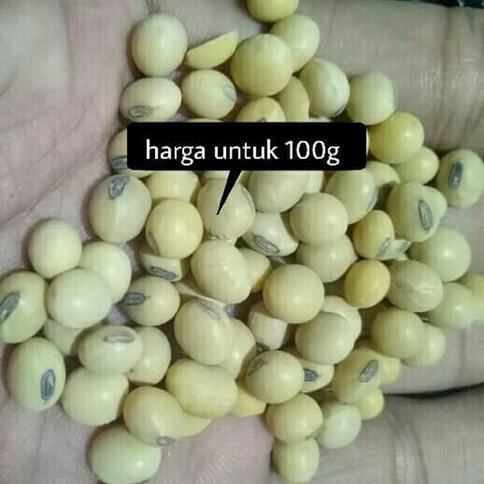

soybean soy bean / kacang kedelai KUALITAS BAGUS