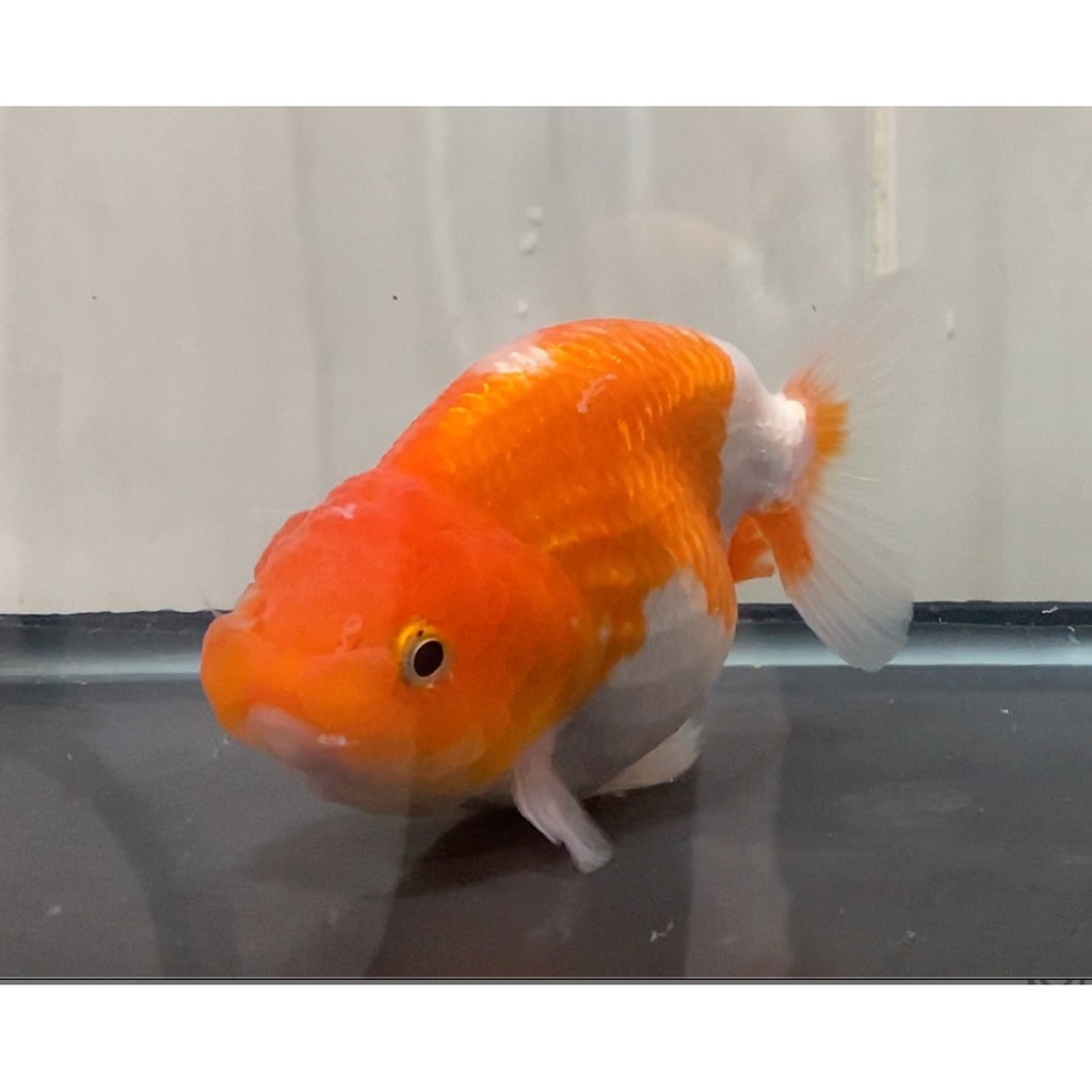 Ikan Mas Koki Lionchu Import Thailand