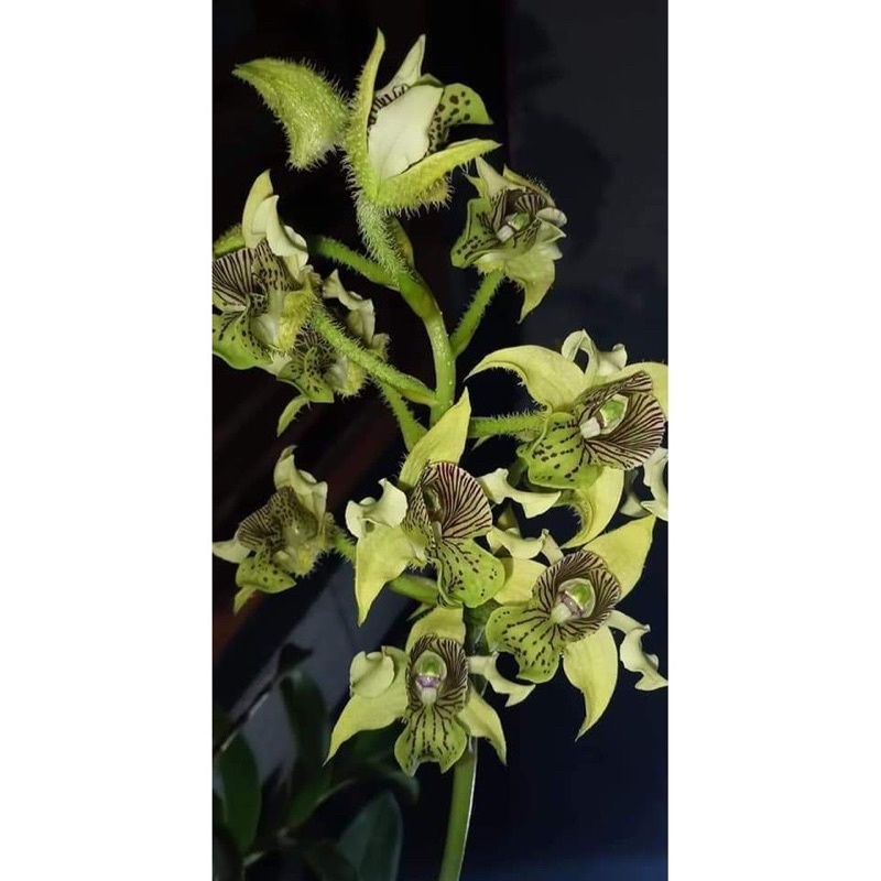 Anggrek Dendrobium Macrophyllum Jawa Rumpun Siap Bunga