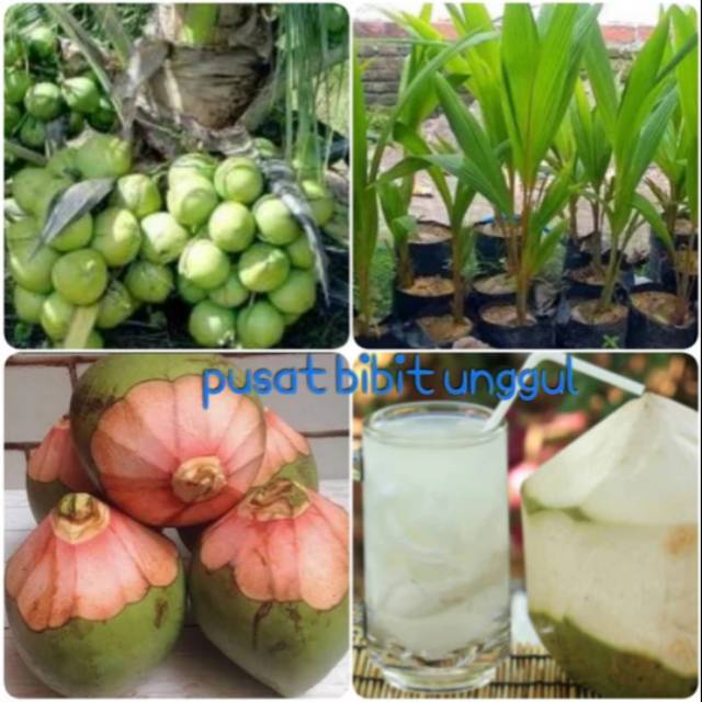 Paket 2 bibit buah bibit kelapa wulung-bibit kelapa hibrida hijau kwalitas super