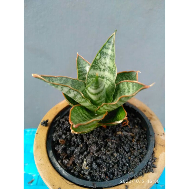 Tanaman hias mini sansevieria / sansivera hybrid cordova x downsii (silver form)