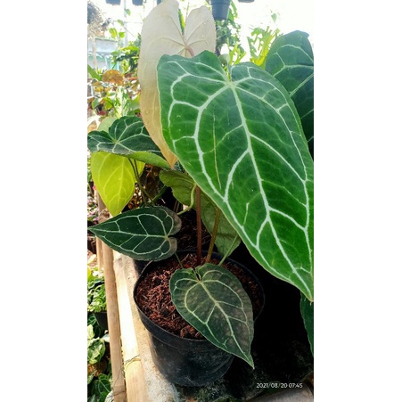 Tanaman Hias Kuping gajah Besar