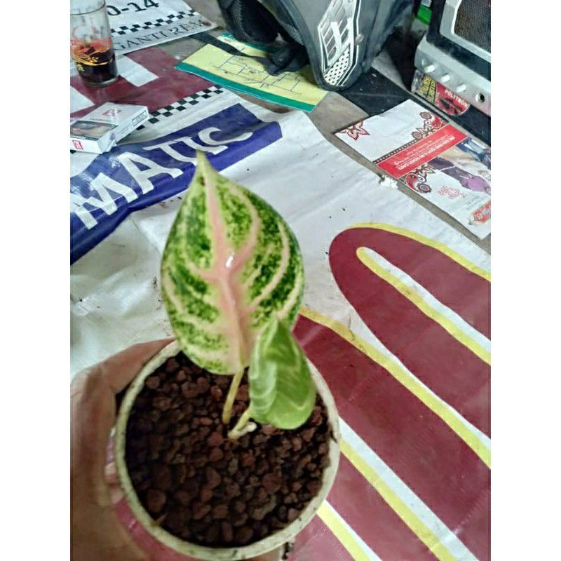 Aglonema Goliath baby/anakan