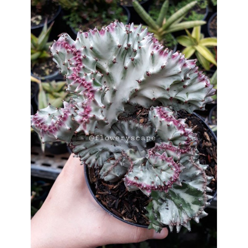 kaktus euphorbia lactea silver cristata