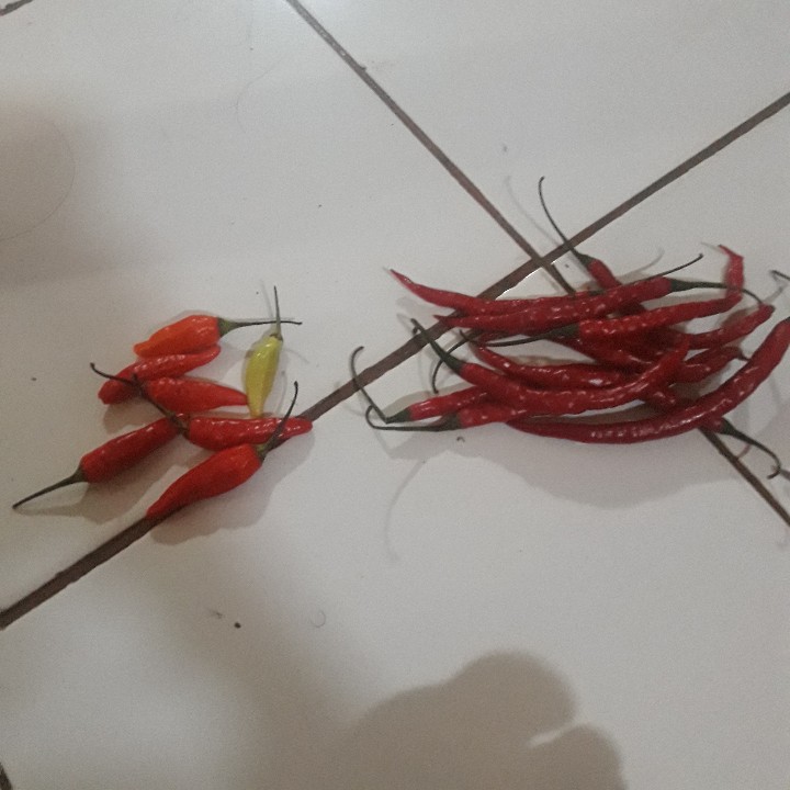 Cabe Merah Keriting Pedas Bumbu Dapur Masakan Indonesia Kiloan Pasar Murah Jakarta