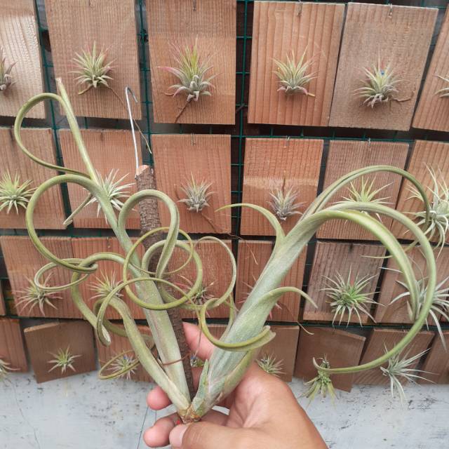 Tillandsia Intermedia size Big