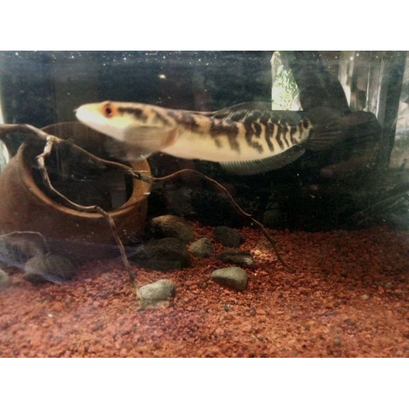 Channa Maru Borneo Red eye 9-10cm
