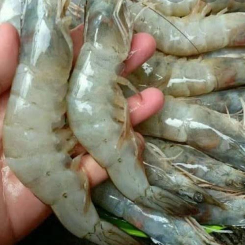 

Ay00! Udang Segar Ukuran Besar/Sedang 500gr/1kg