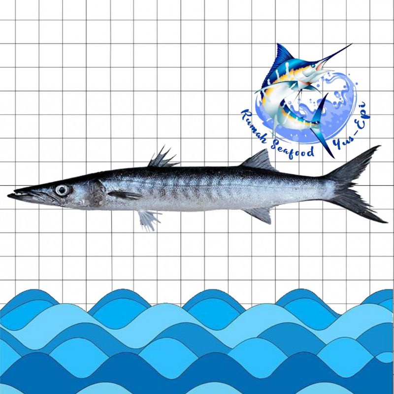 

Ikan Baracuda - rumahseafoodyusepi