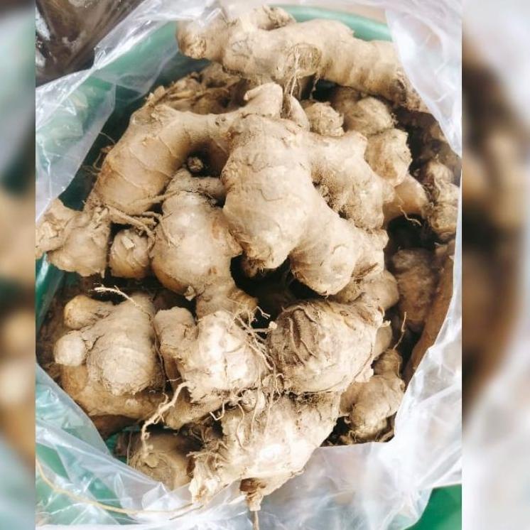 

☚ JAHE KERBOU JAHE BESAR JUAL 1/2 Kg ッ