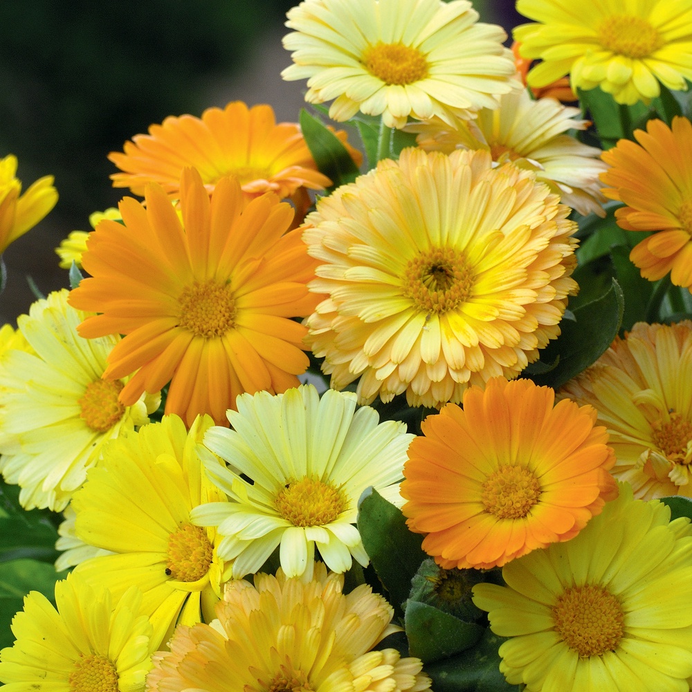 Benih Bibit Biji - Bunga Calendula Fiesta Gitana Mix Flower Seeds - IMPORT