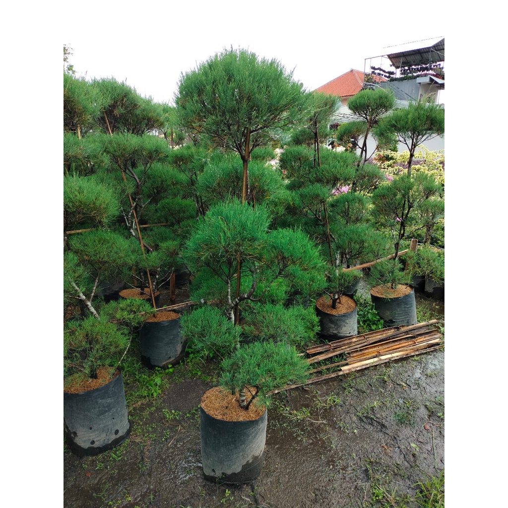 Cemara Udang 2 Meter - Besar - Tinggi - Casuarina equisetifolia - Tanaman Hias