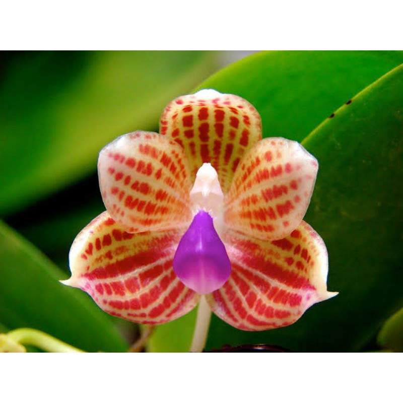 Anggrek Phalaenopsis Javanica Sp
