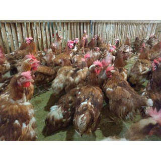 

Ayam merah - ayam petelur afkir - ayam afkir - ayam telur afkir