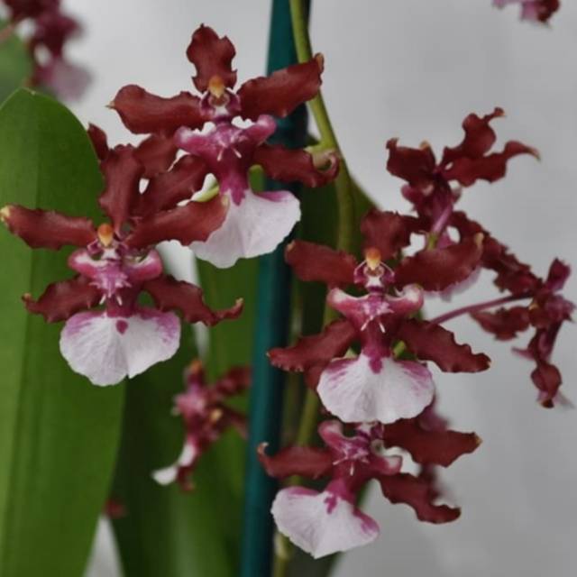 Oncidium Sharry Baby Sweet Fragrance