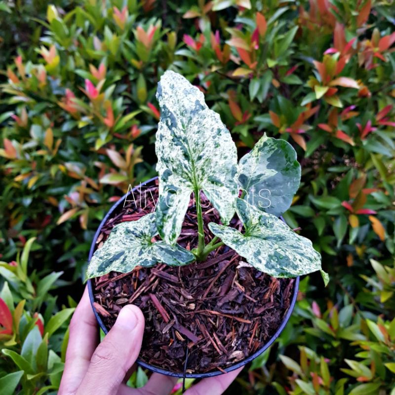 Tanaman hias syngonium mojito / singonium mojito