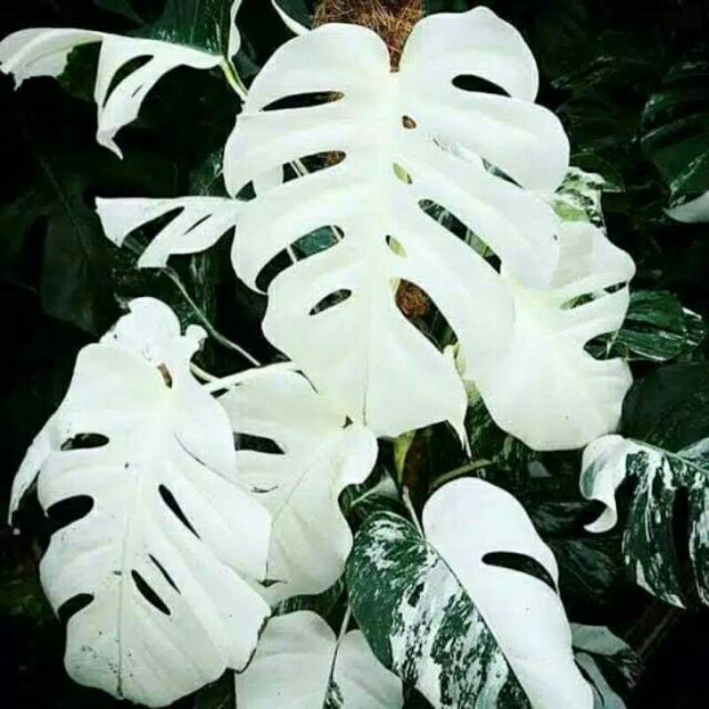 tamanaman hias bonggol Monstera king varigata original