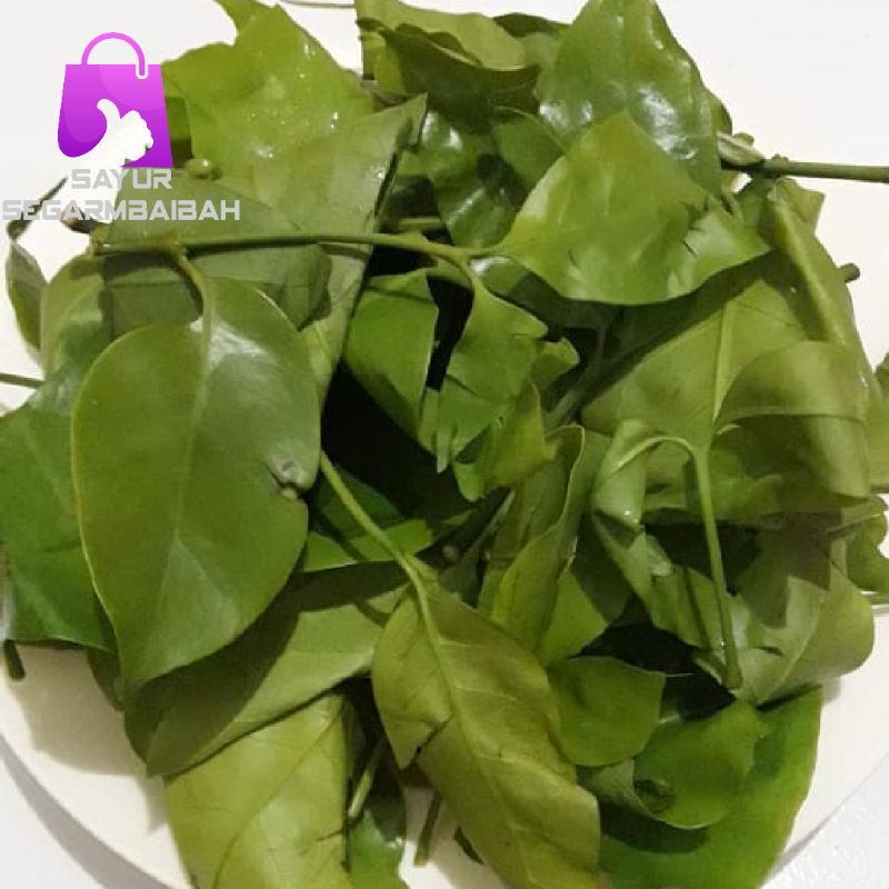 

daun melinjo segar/sayur segar