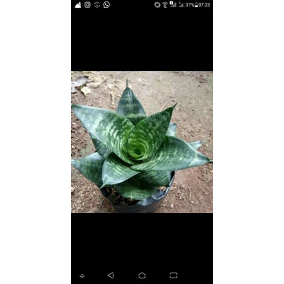 lidah mertua kodok / lidah mertua katak / lidah mertua mini