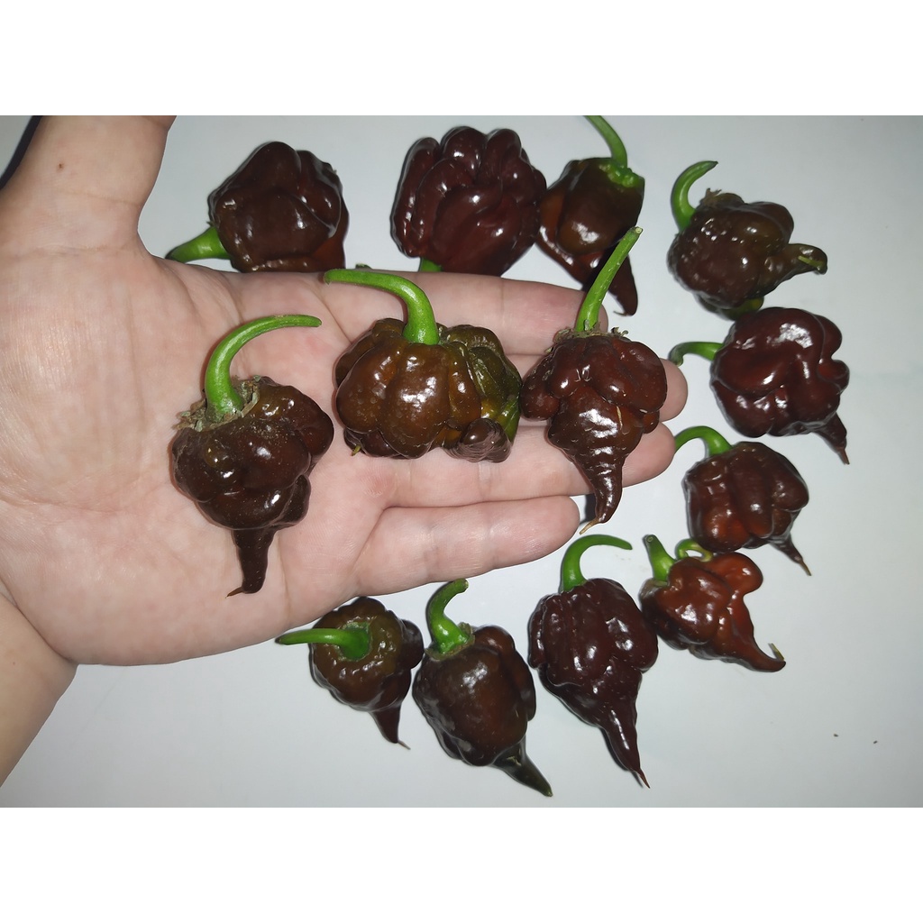 Benih Bibit Biji - Cabai Rimmerhus Funstrain Italy Brown Choco Pepper Seeds