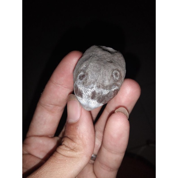 muncang adu pedang nyonyo