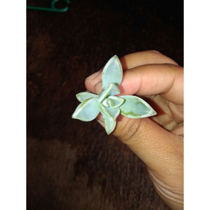 sukulen mawar anakan