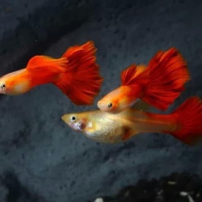 guppy red blood paket 1 jantan 2 betina
