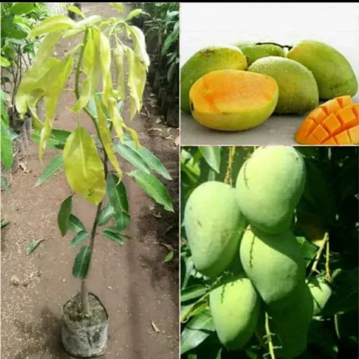 

1 ALIGATOR, 1 HARUM MANIS , 1 JAMBU MADU + PUPUK + PANDUAN